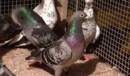 鸽子爆料亲生父母视频大全,鸽子爆料亲子视频大集合